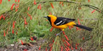 How birding supports conservation and community engagement at St. Herman’s Blue Hole National Park (Part 2)