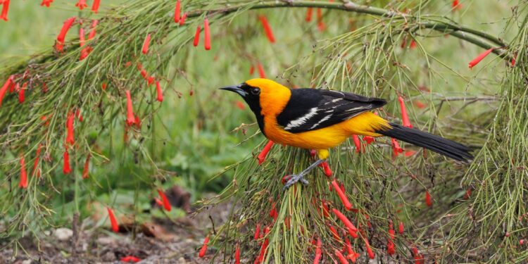How birding supports conservation and community engagement at St. Herman’s Blue Hole National Park (Part 2)