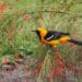 How birding supports conservation and community engagement at St. Herman’s Blue Hole National Park (Part 2)