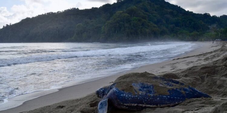 Grande Riviere Beach: A dynamic coastline that requires coastal zone planning
