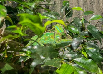 Demystifying the “wonder” of colourful organisms