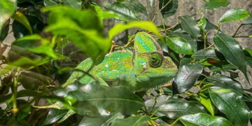 Demystifying the “wonder” of colourful organisms