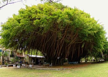 PERSPECTIVES: Flying fish, Bearded Fig Trees on the decline in Barbados