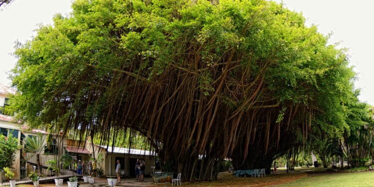 PERSPECTIVES: Flying fish, Bearded Fig Trees on the decline in Barbados