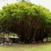 PERSPECTIVES: Flying fish, Bearded Fig Trees on the decline in Barbados