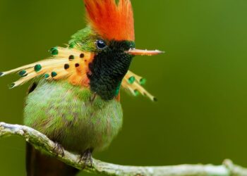 PERSPECTIVES: Does noise pollution from Carnival affect birds?