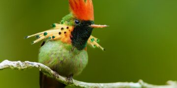 PERSPECTIVES: Does noise pollution from Carnival affect birds?