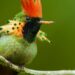 PERSPECTIVES: Does noise pollution from Carnival affect birds?
