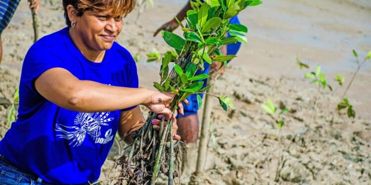 Is it feasible to use Blue Carbon to finance mangrove conservation in Trinidad and Tobago?