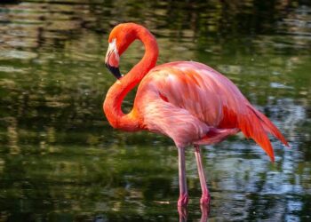 Exploring recent changes at Trinidad’s Caroni Swamp