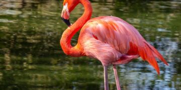 Exploring recent changes at Trinidad’s Caroni Swamp