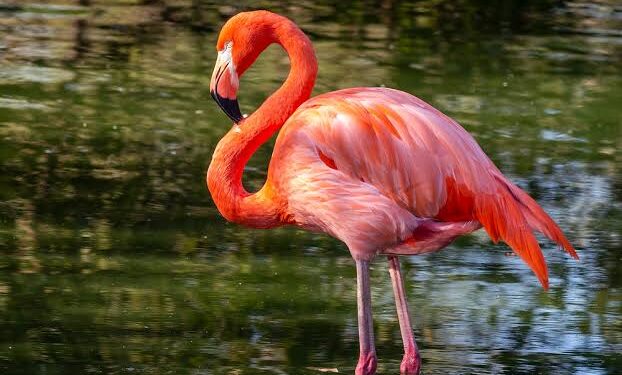 Exploring recent changes at Trinidad’s Caroni Swamp