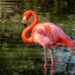 Exploring recent changes at Trinidad’s Caroni Swamp