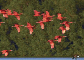 Exploring recent changes at Trinidad’s Caroni Swamp