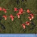 Exploring recent changes at Trinidad’s Caroni Swamp