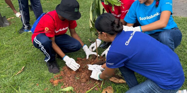 To boost school’s climate resilience: La Brea students plant vetiver grass and trees
