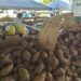 Farmers in New Grant navigate a changing climate