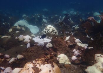 How the climate crisis affects Tobagonians