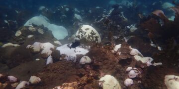 How the climate crisis affects Tobagonians