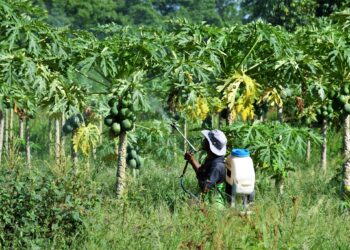 One Blanchisseuse farmer discuss changing growing conditions