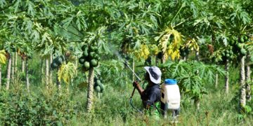 One Blanchisseuse farmer discuss changing growing conditions