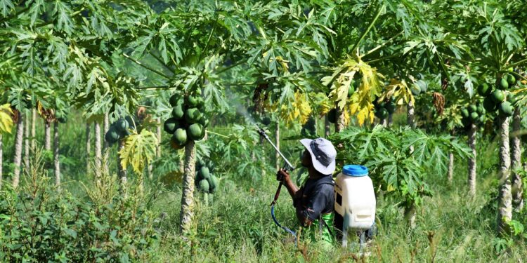 One Blanchisseuse farmer discuss changing growing conditions