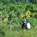 One Blanchisseuse farmer discuss changing growing conditions