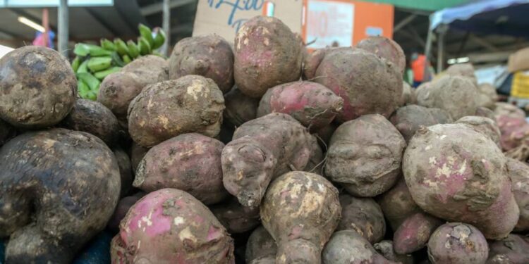 From cocoa to sweet potatoes: climate change affects Trinidad and Tobago’s agriculture 