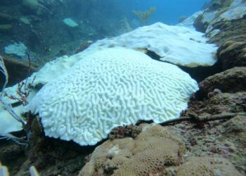 Tobago’s corals and Trinidad’s swamps under climate threat