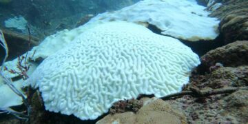 Tobago’s corals and Trinidad’s swamps under climate threat