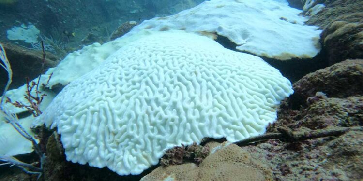Tobago’s corals and Trinidad’s swamps under climate threat