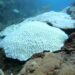 Tobago’s corals and Trinidad’s swamps under climate threat