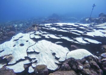 Tobago’s corals and Trinidad’s swamps under climate threat