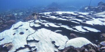 Tobago’s corals and Trinidad’s swamps under climate threat