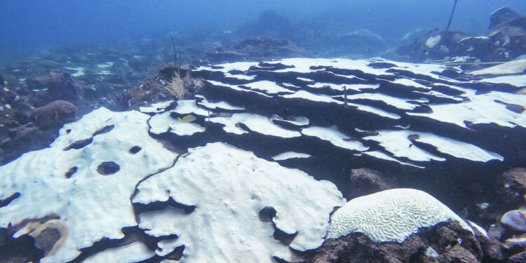 Tobago’s corals and Trinidad’s swamps under climate threat