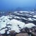 Tobago’s corals and Trinidad’s swamps under climate threat