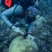 Assessing the effects of climate change on Trinidad and Tobago’s Biodiversity