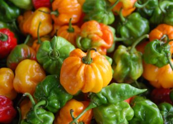 One Talparo farmer shares how climate change affects her operations