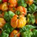 One Talparo farmer shares how climate change affects her operations