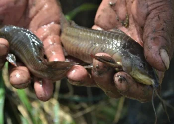 The Cascadu: Freshwater Fish at Risk in Trinidad and Tobago