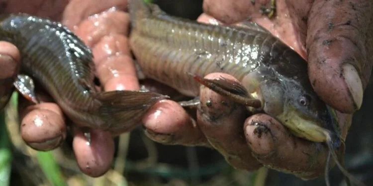 The Cascadu: Freshwater Fish at Risk in Trinidad and Tobago