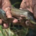 The Cascadu: Freshwater Fish at Risk in Trinidad and Tobago