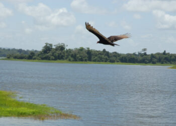 A look at the delicate biodiversity of Trinidad’s Arena Dam