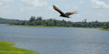 A look at the delicate biodiversity of Trinidad’s Arena Dam