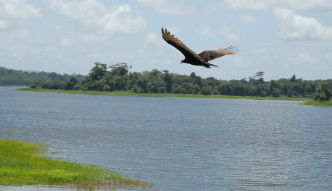 A look at the delicate biodiversity of Trinidad’s Arena Dam