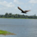 A look at the delicate biodiversity of Trinidad’s Arena Dam