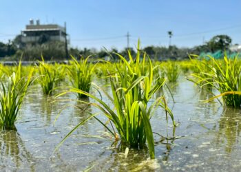 The delicate relationship between agriculture and climate change