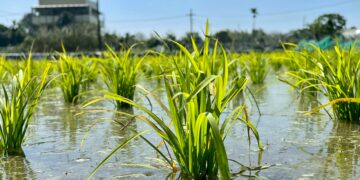 The delicate relationship between agriculture and climate change