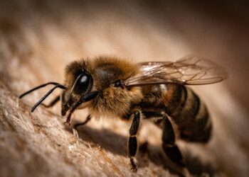 How does climate change affect the honeybee?