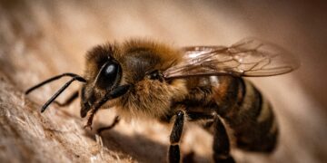 How does climate change affect the honeybee?